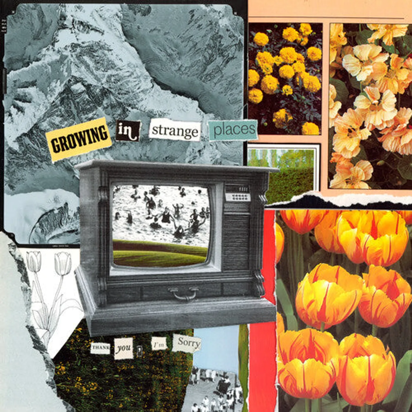 Thank You, I'm Sorry LP Vinyl - Growing In Strange Places - Orange Crush (Coloured Vinyl)