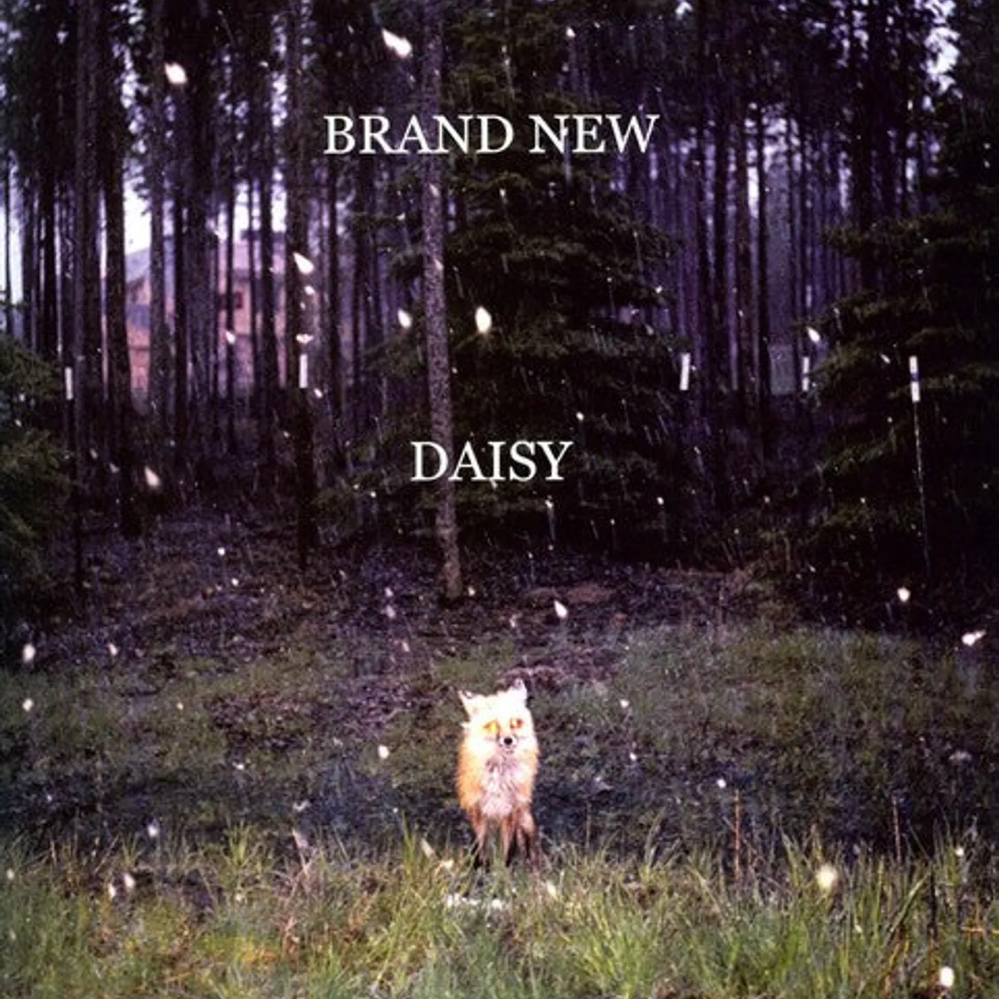 Brand New LP Vinyl - Daisy (Ogv) (Dli)