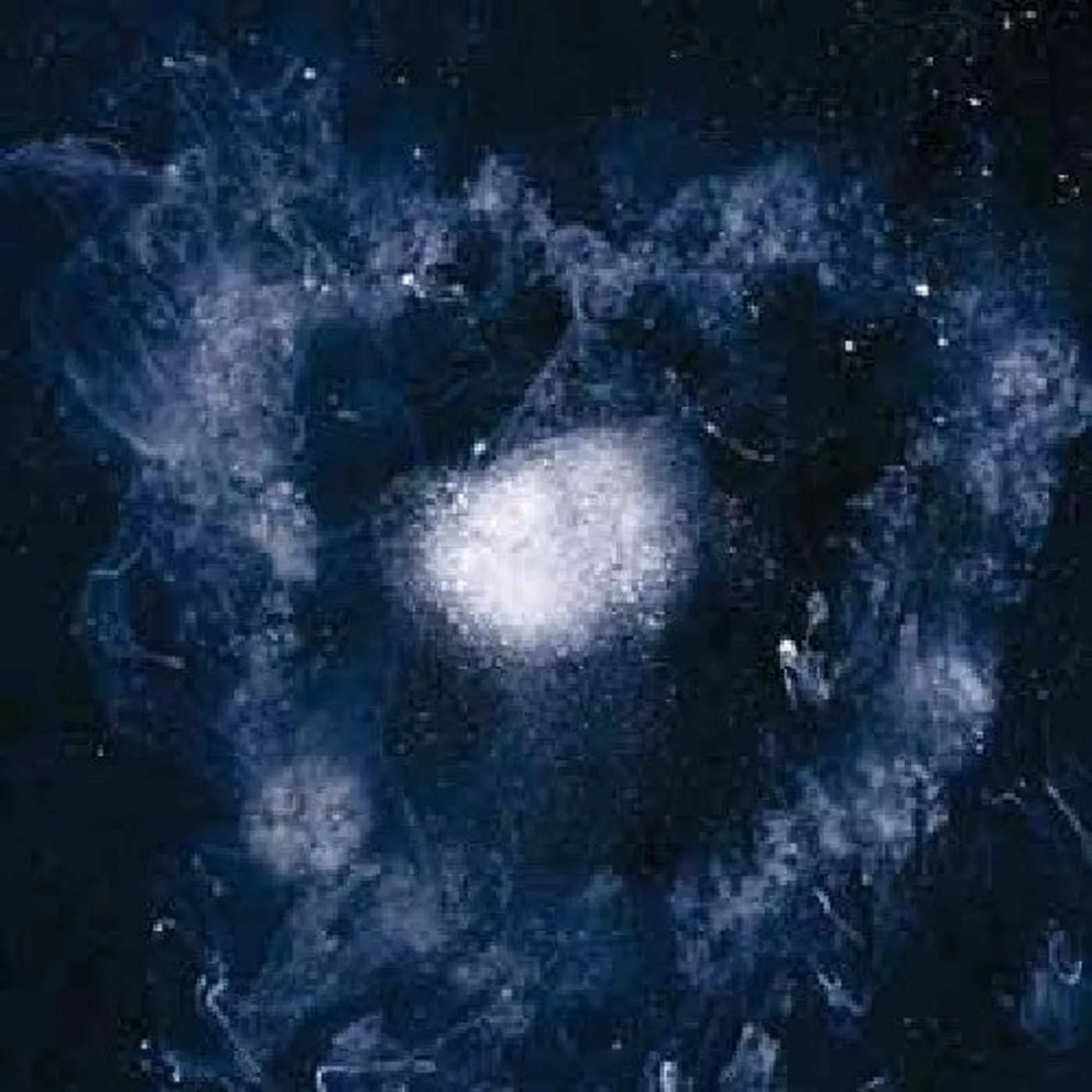 Swans LP Vinyl - My Father Will Guide Me Up A Rope To The Sky
