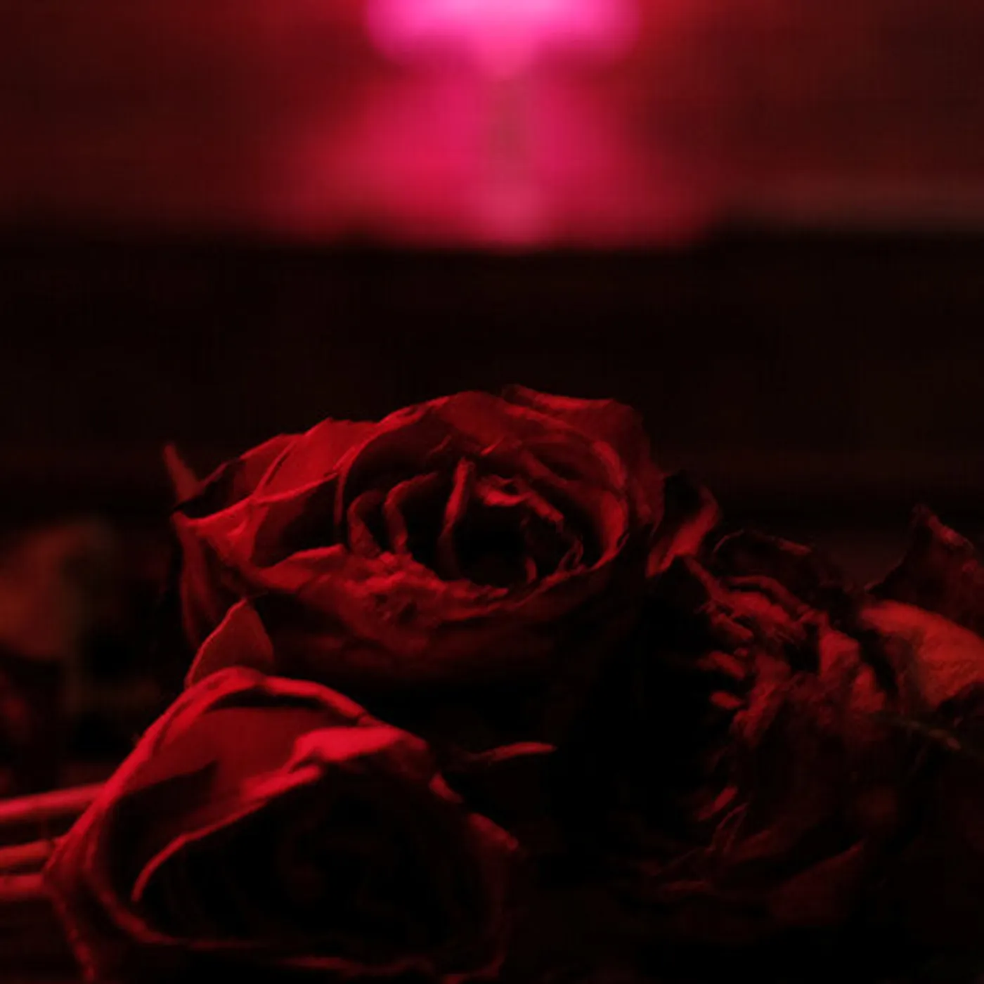 The Paper Kites LP Vinyl - Roses