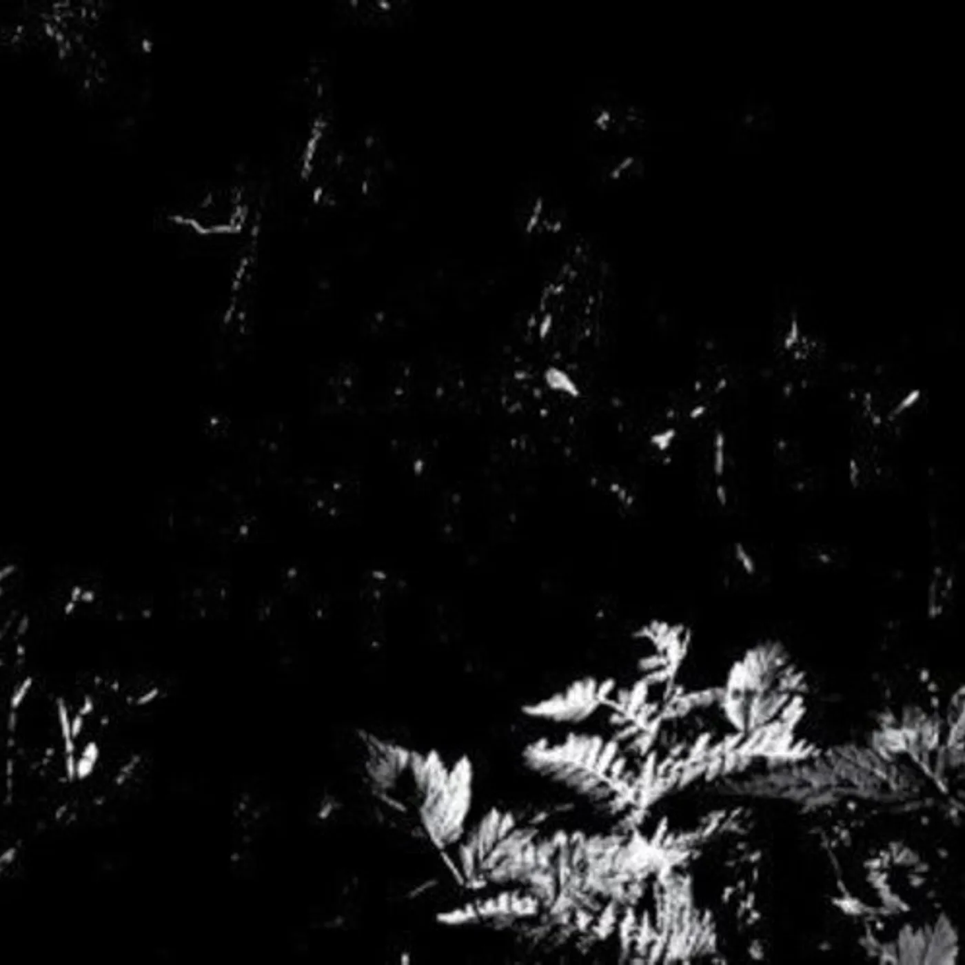 Mamiffer LP Vinyl - Split (Can)