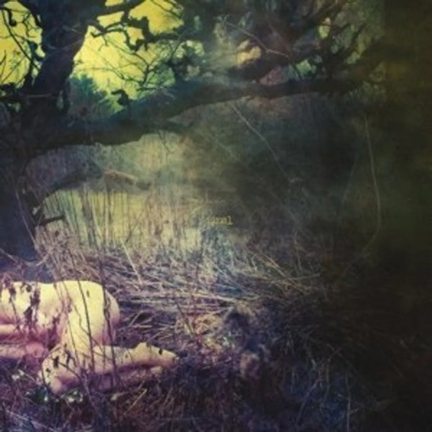 Final LP Vinyl - Apple Never Falls Far (Hol)