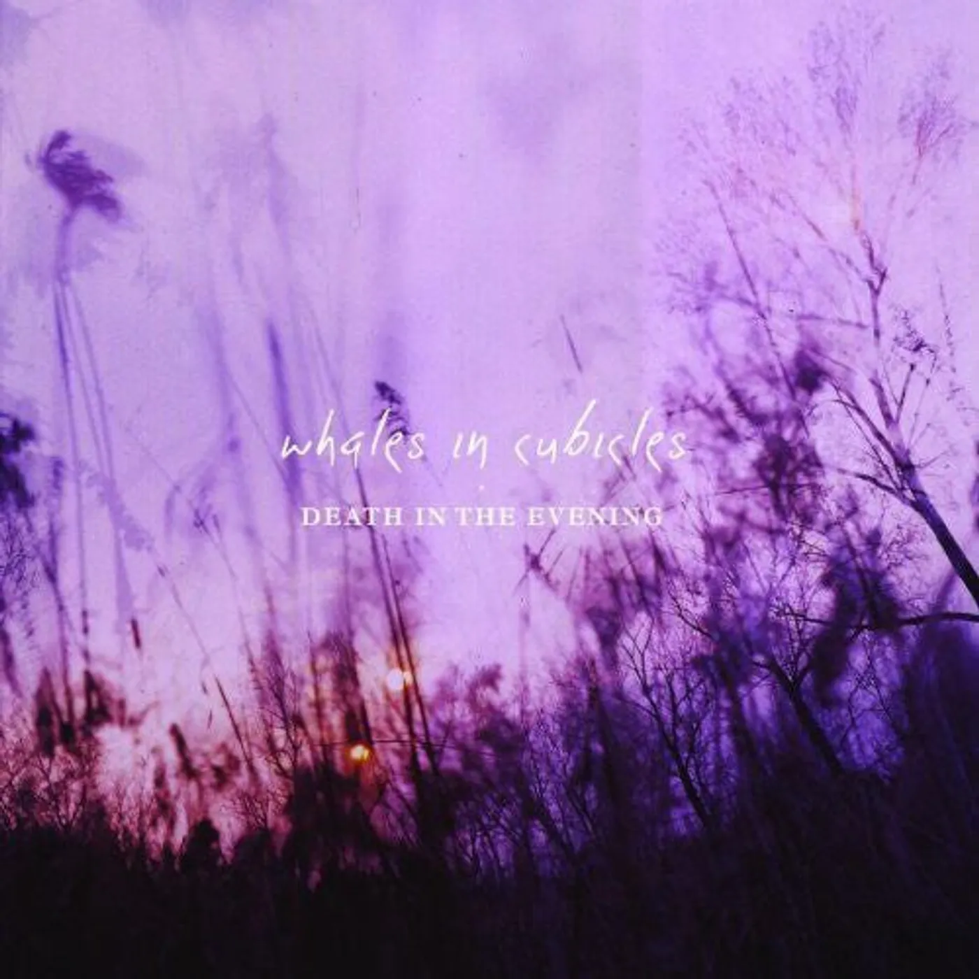 Whales In Cubicles LP Vinyl - Death In The Evening (Uk)