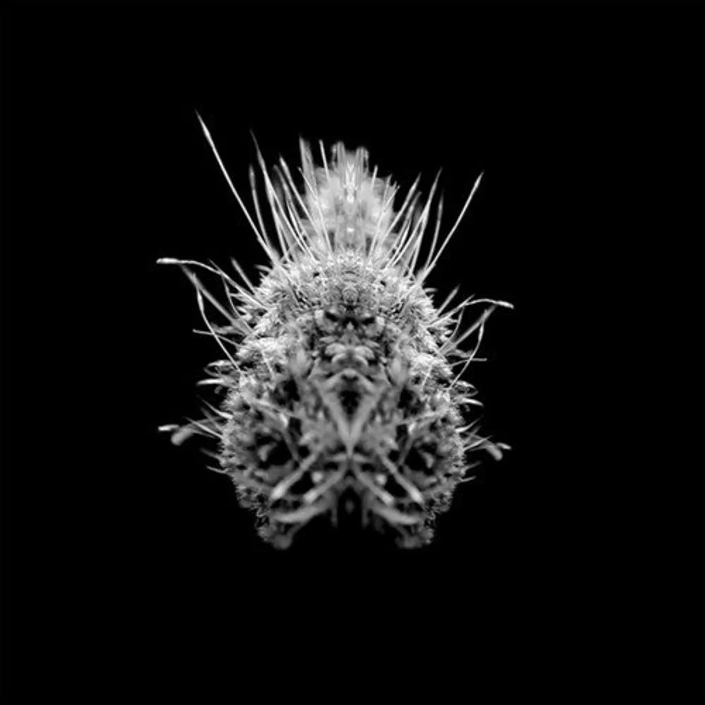 Selm LP Vinyl - Tiiier / Post-Adrenaline (2Pk)