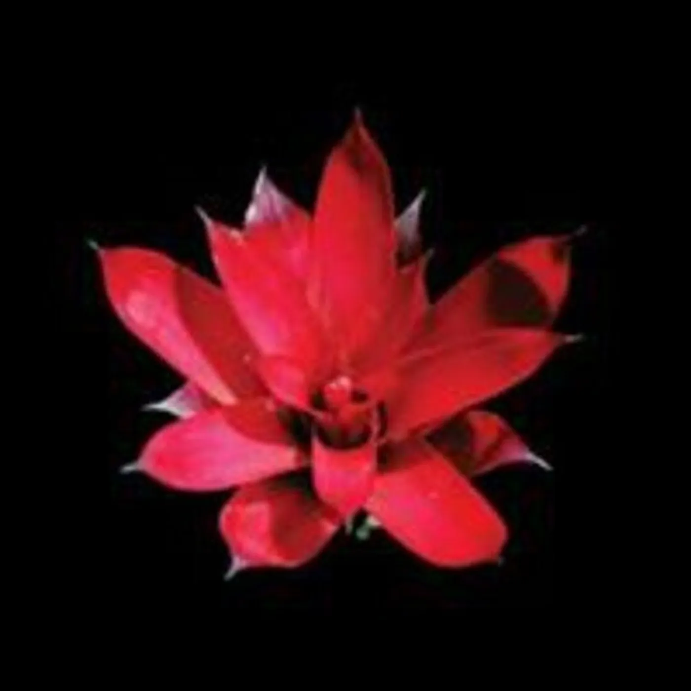 Communiqué LP Vinyl - Poison Arrows