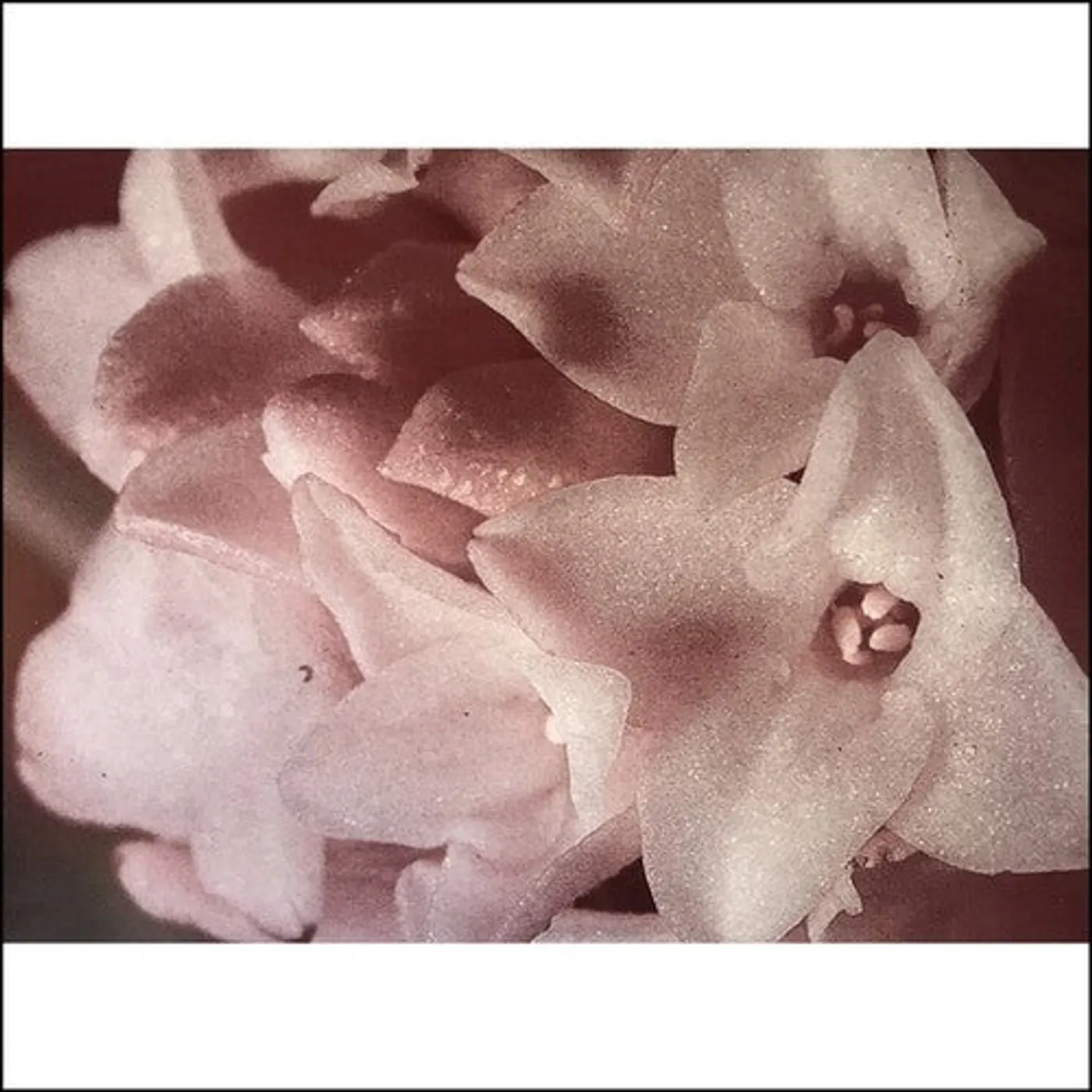Masonna LP Vinyl - Masonna Vs Banamara