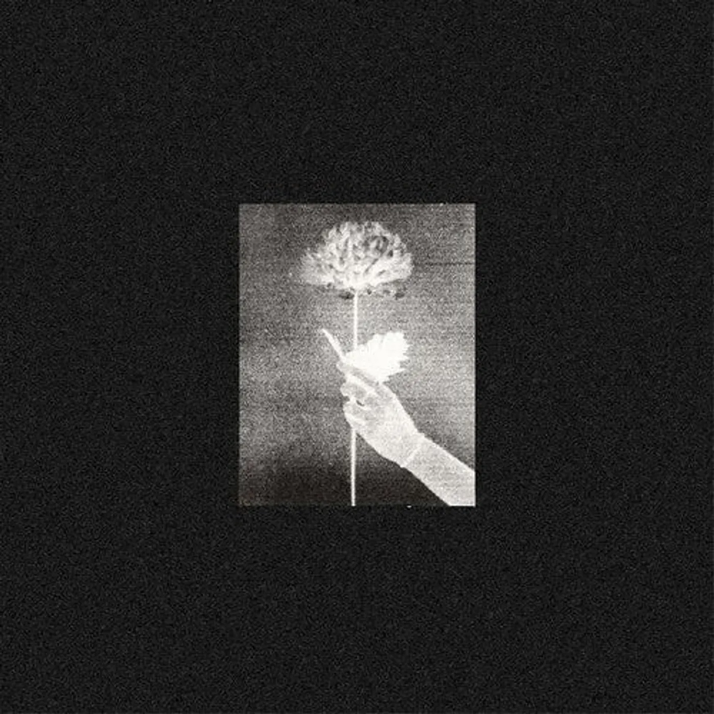 White Flowers LP Vinyl - Day By Day (Blue) (Coloured Vinyl)