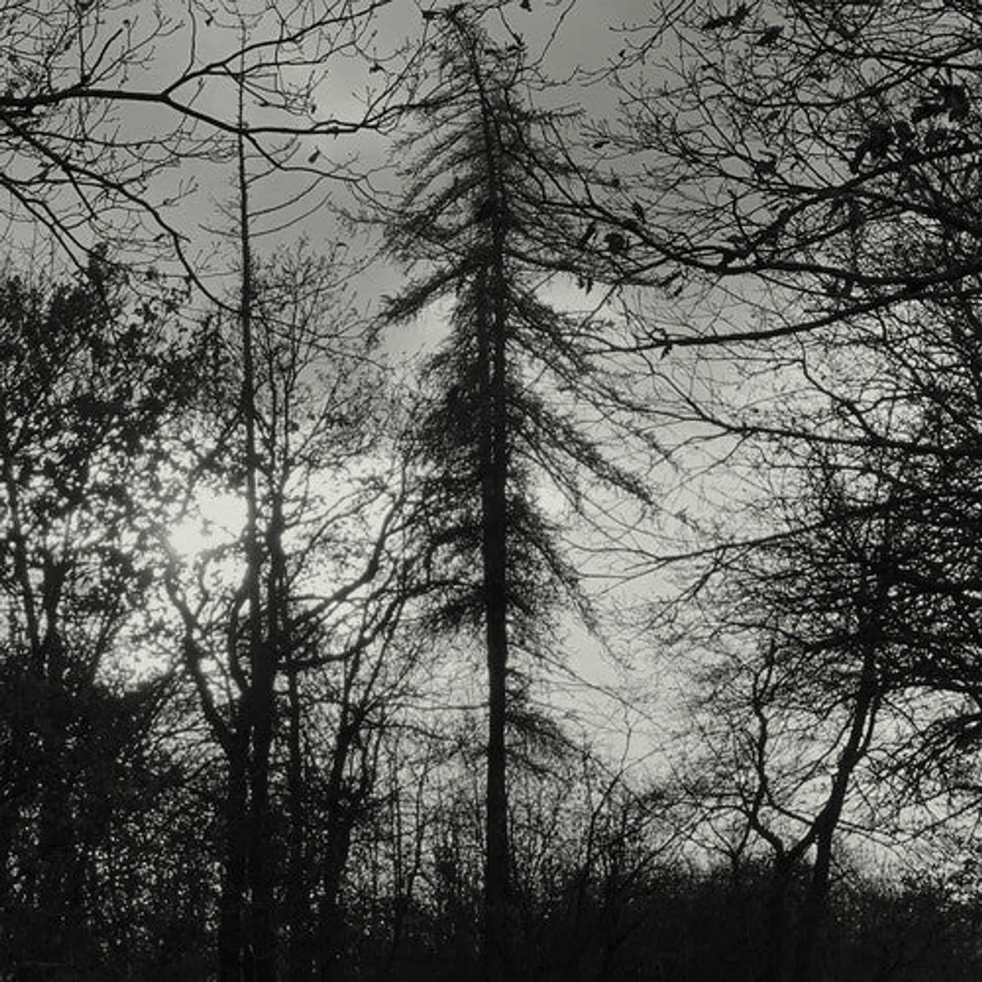 Curse All Kings LP Vinyl - Feral Earth