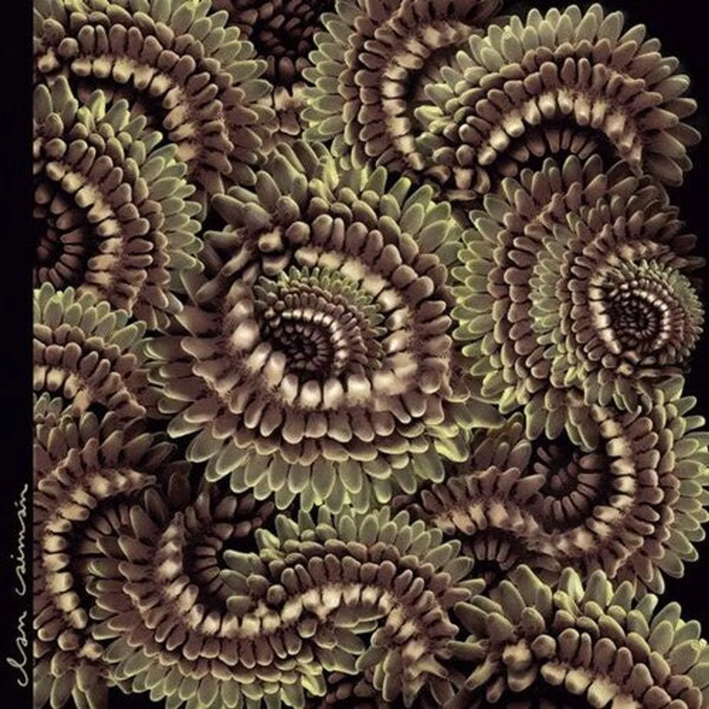 Clan Caiman