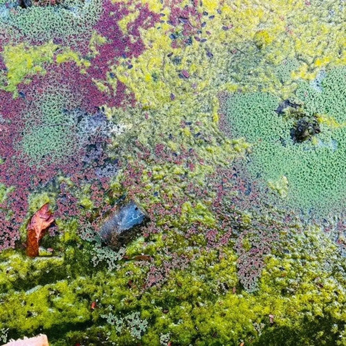 Rob Mazurek LP Vinyl - Nestor'S Nest