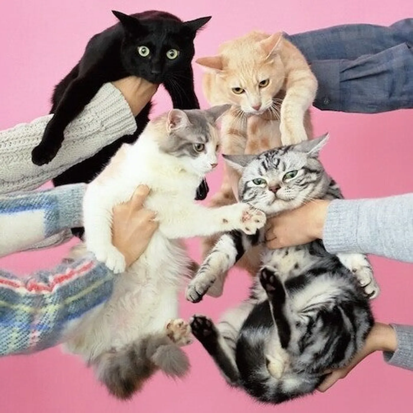 Kinokoteikoku LP Vinyl - Neko To Allergy