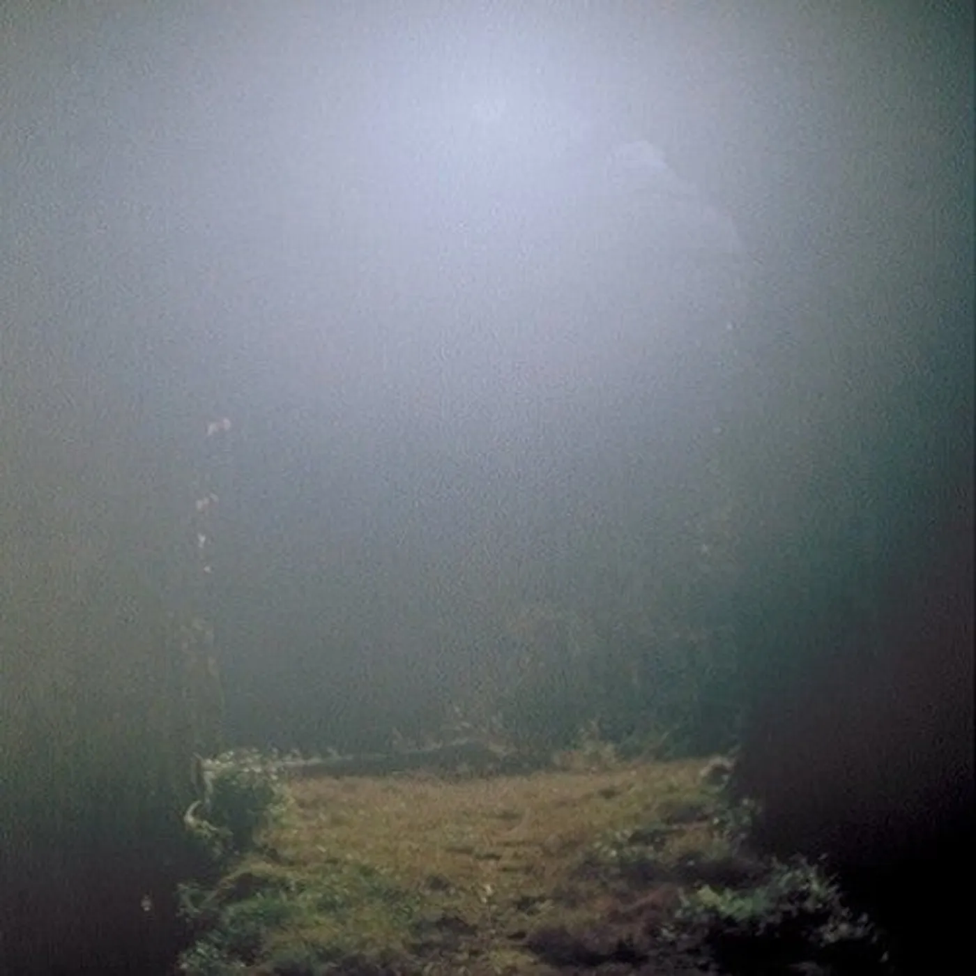 Shin Sasakubo LP Vinyl - Venus Penguin (Cvnl)