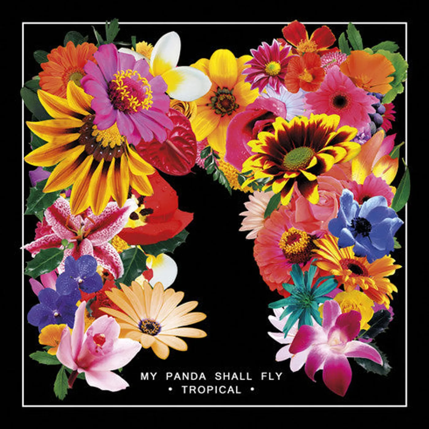 My Panda Shall Fly LP Vinyl - Tropical