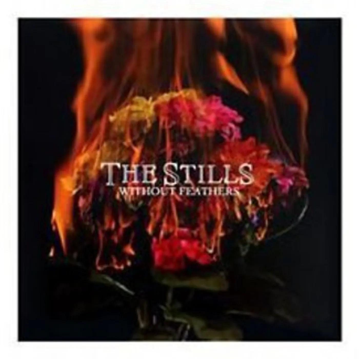 Stills LP Vinyl - Without Feathers