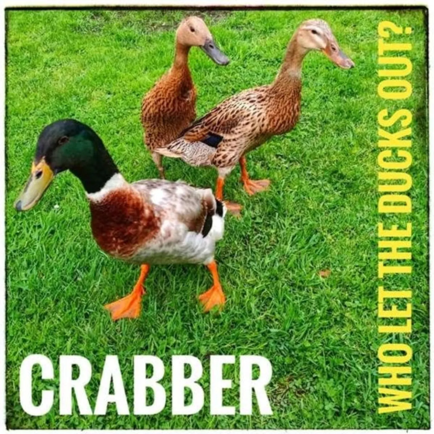 Crabber CD - Who Let The Ducks Out?