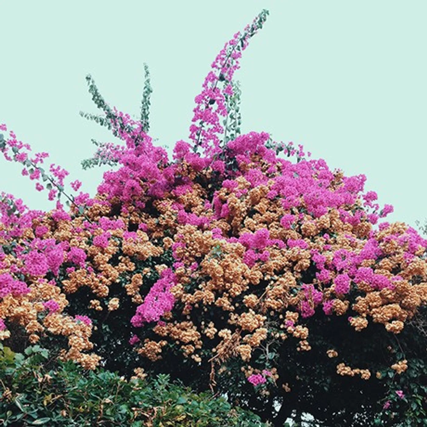 Jay Som Turn Into (Vinyl)