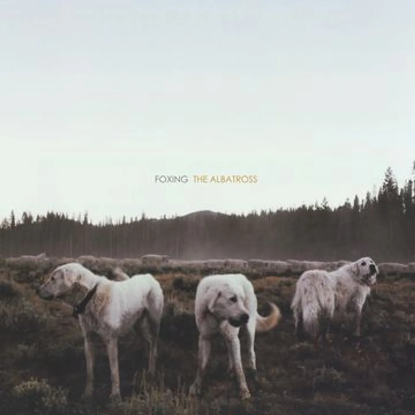 Foxing ALBATROSS Vinyl Record