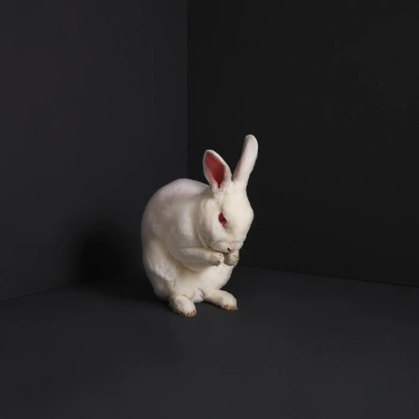 Brume Rabbits Vinyl Record
