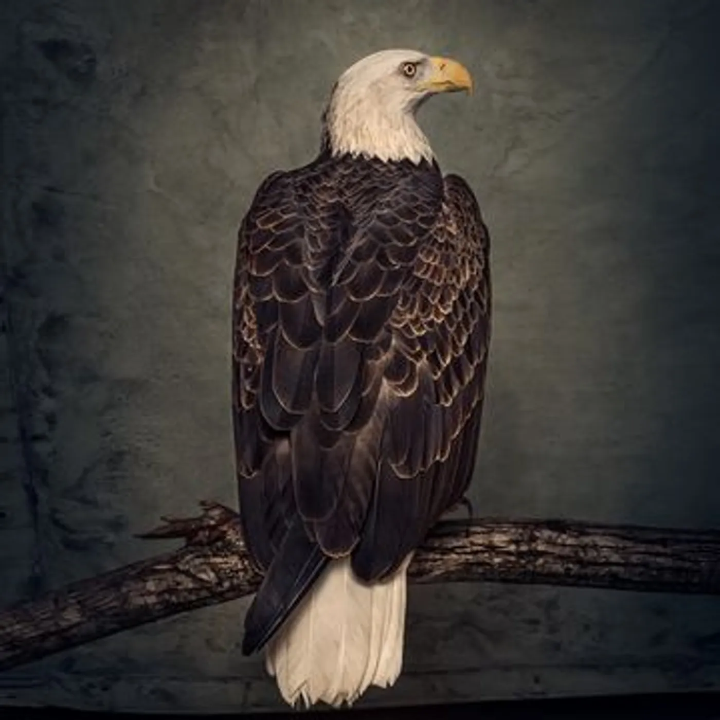Clutch Book of Bad Decisions Vinyl Record