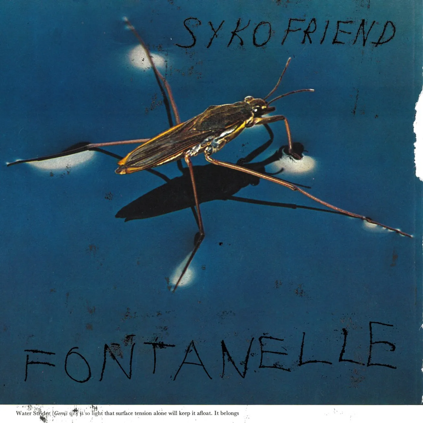 Syko Friend Fontanelle Vinyl Record