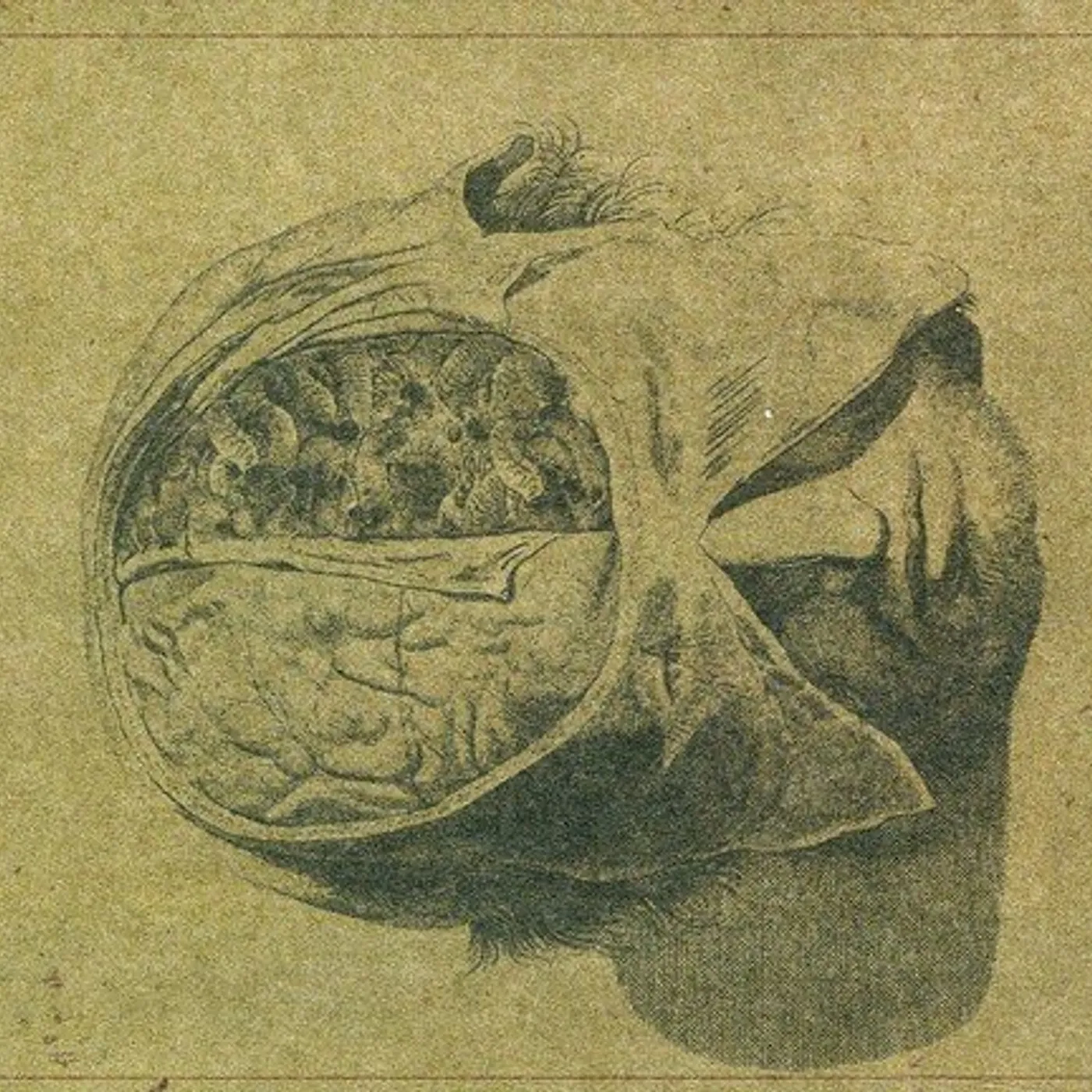 Farsot Insects Vinyl Record