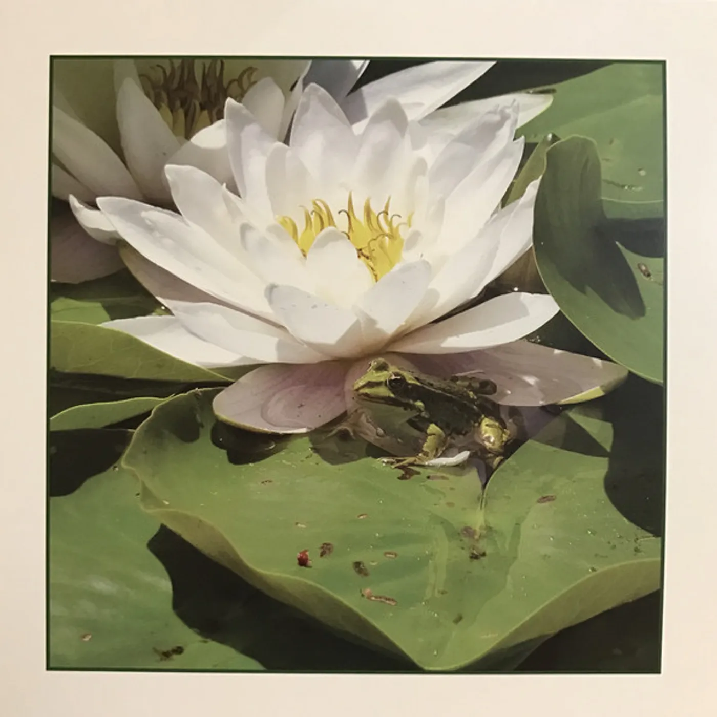 Barry Guy Frogs Vinyl Record