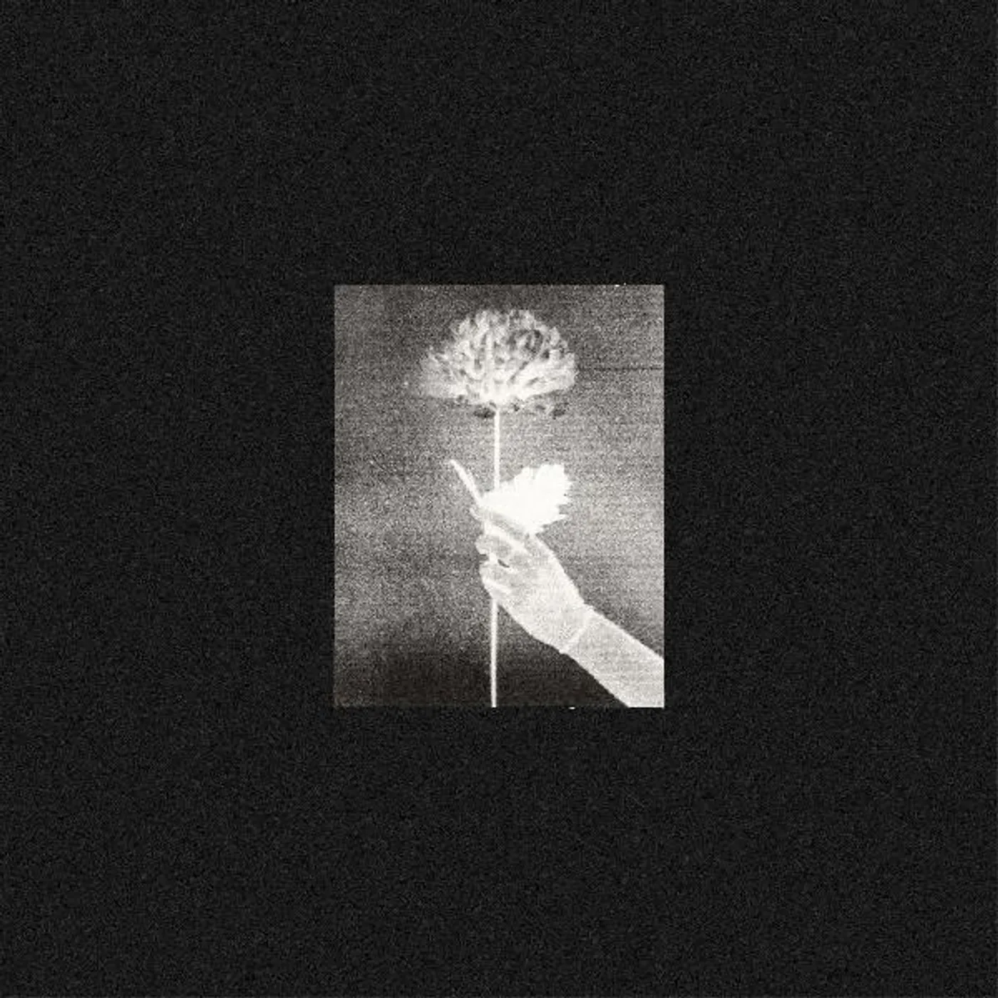 White Flowers Day By Day CD