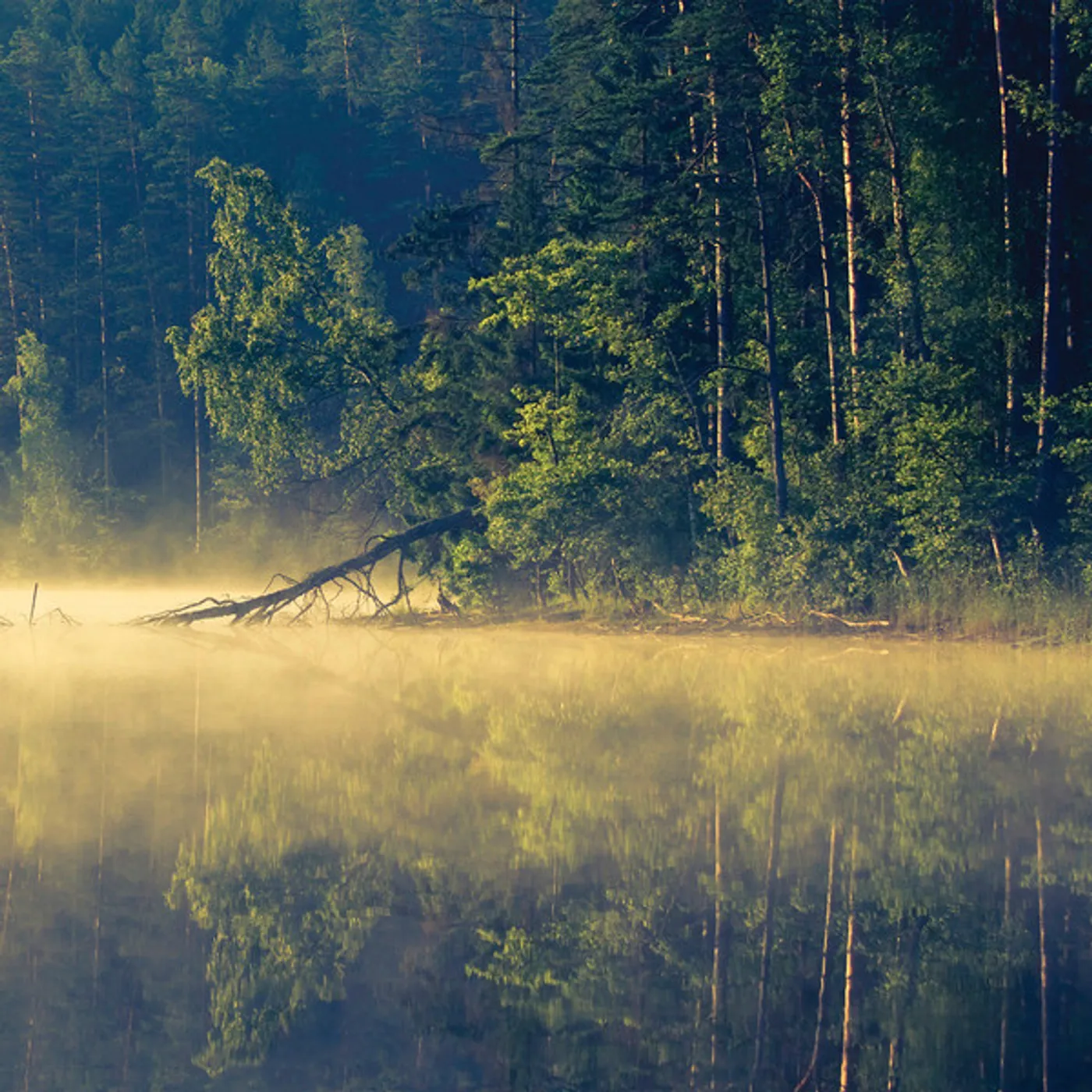 Oneirogen Plenitude Vinyl Record