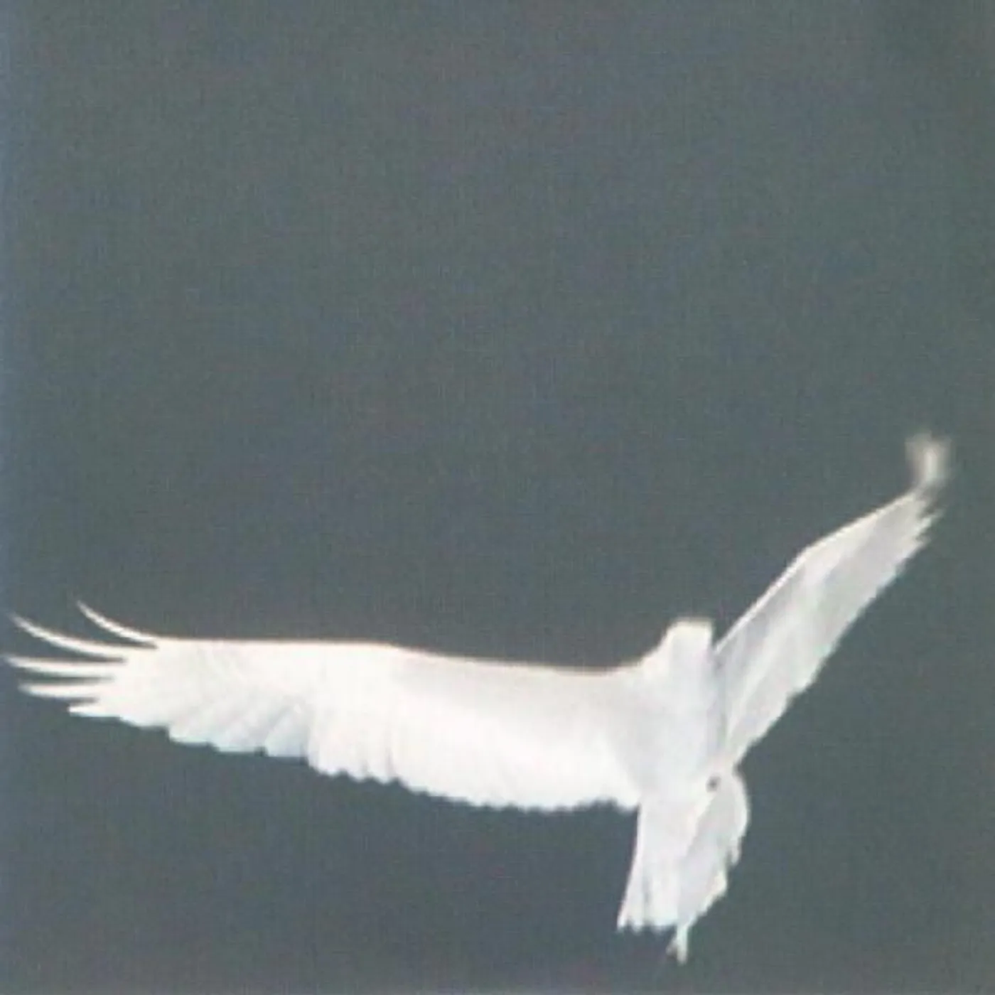 Bardo Pond Adrop Circuit Viii Vinyl Record