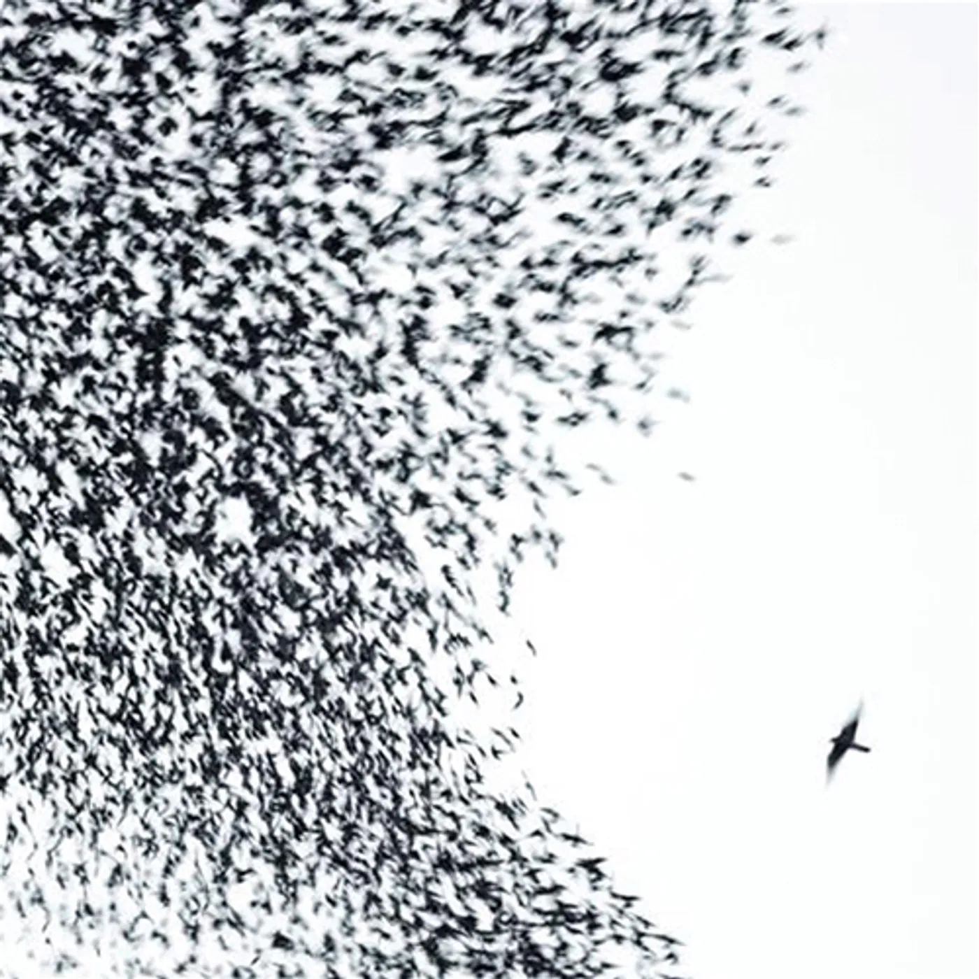 Wilco Sky Blue Sky Vinyl Record