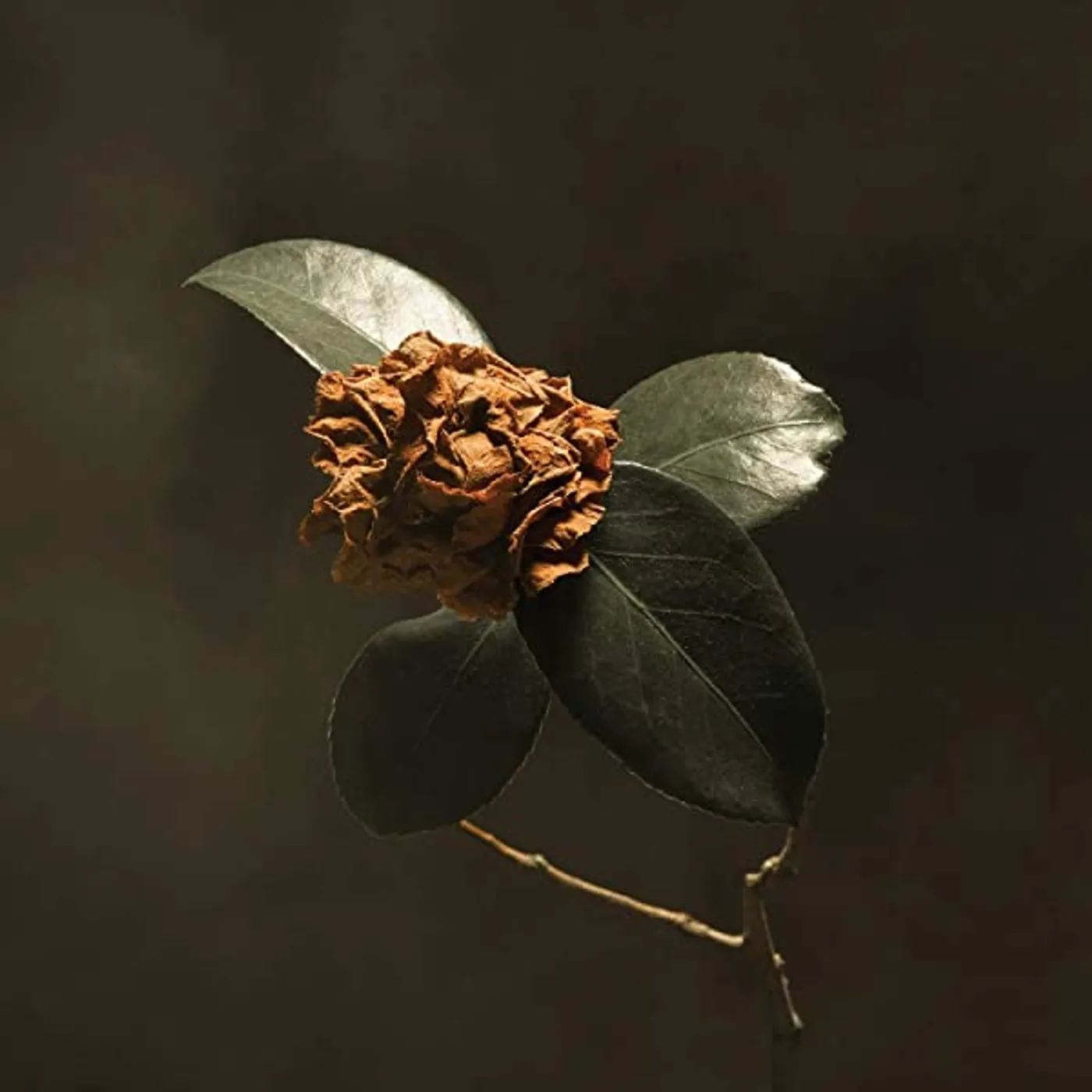 St. Paul & The Broken Bones YOUNG SICK CAMELLIA (150G/DL CODE) Vinyl Record