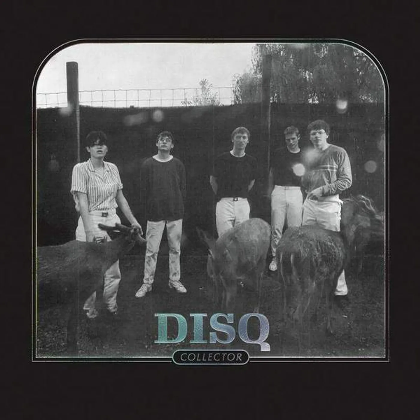 Disq Collector Vinyl Record