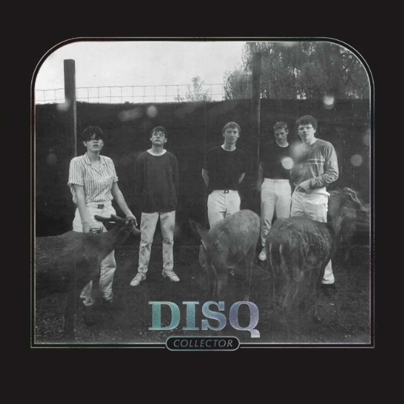 Disq COLLECTOR CD