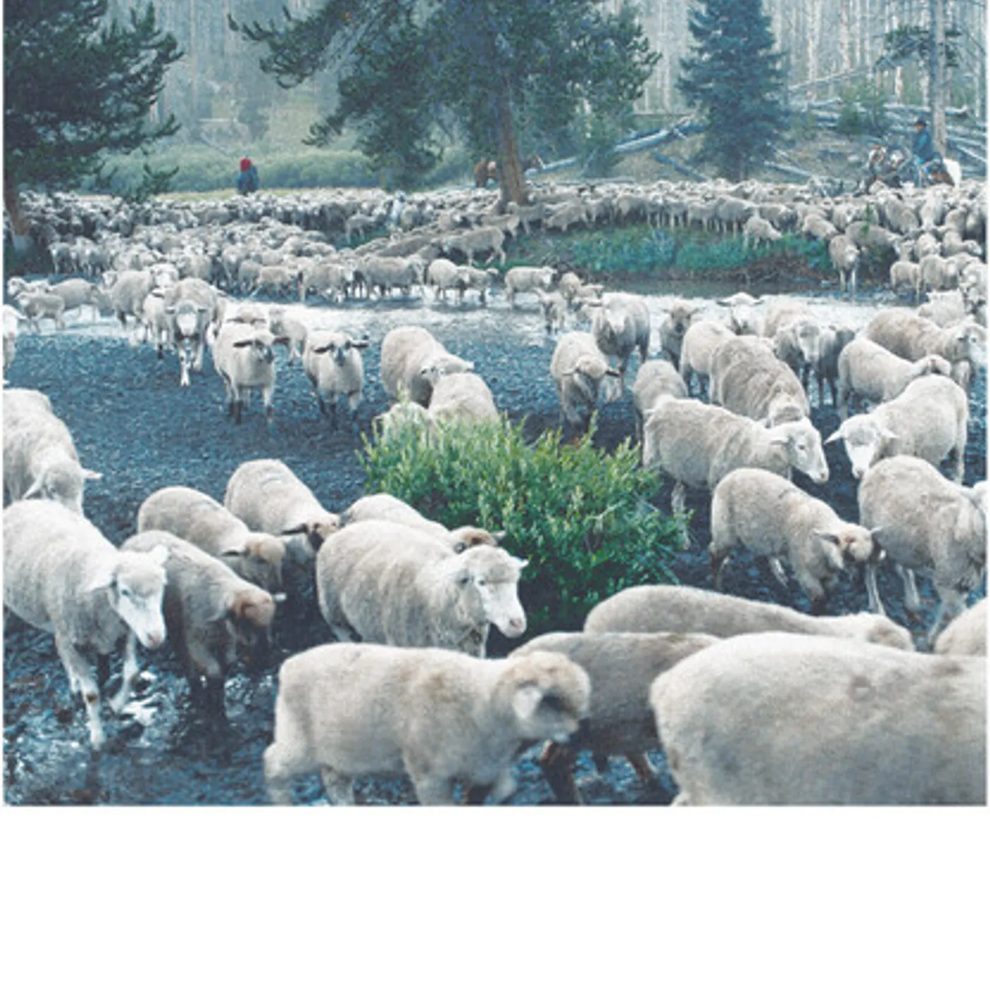 Sweetgrass Blu-ray