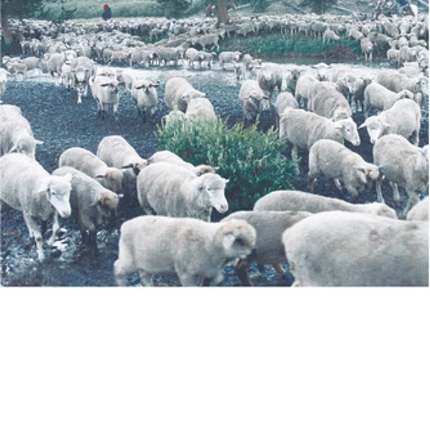 Sweetgrass DVD