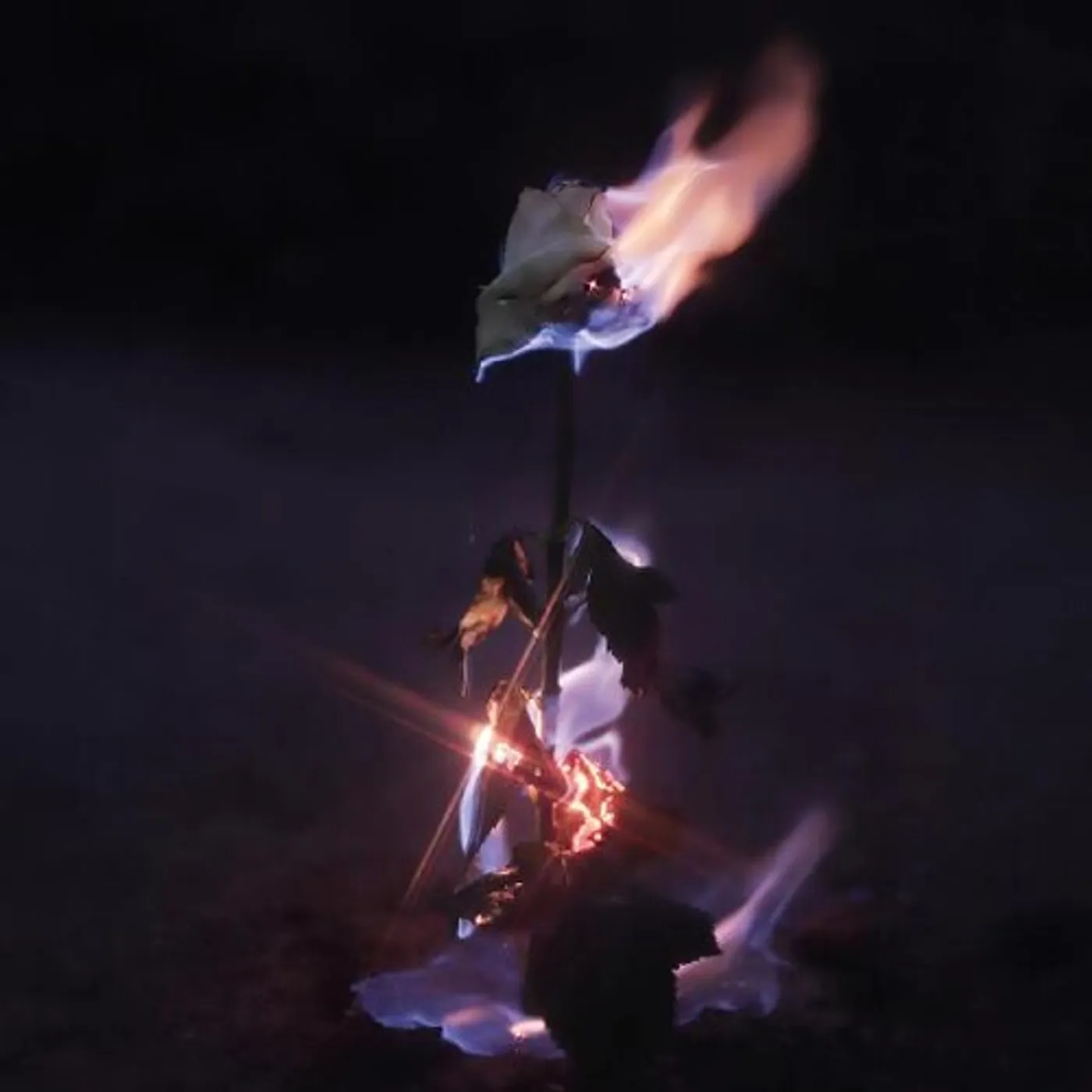 Farwarmth MOMENTARY GLOW CD