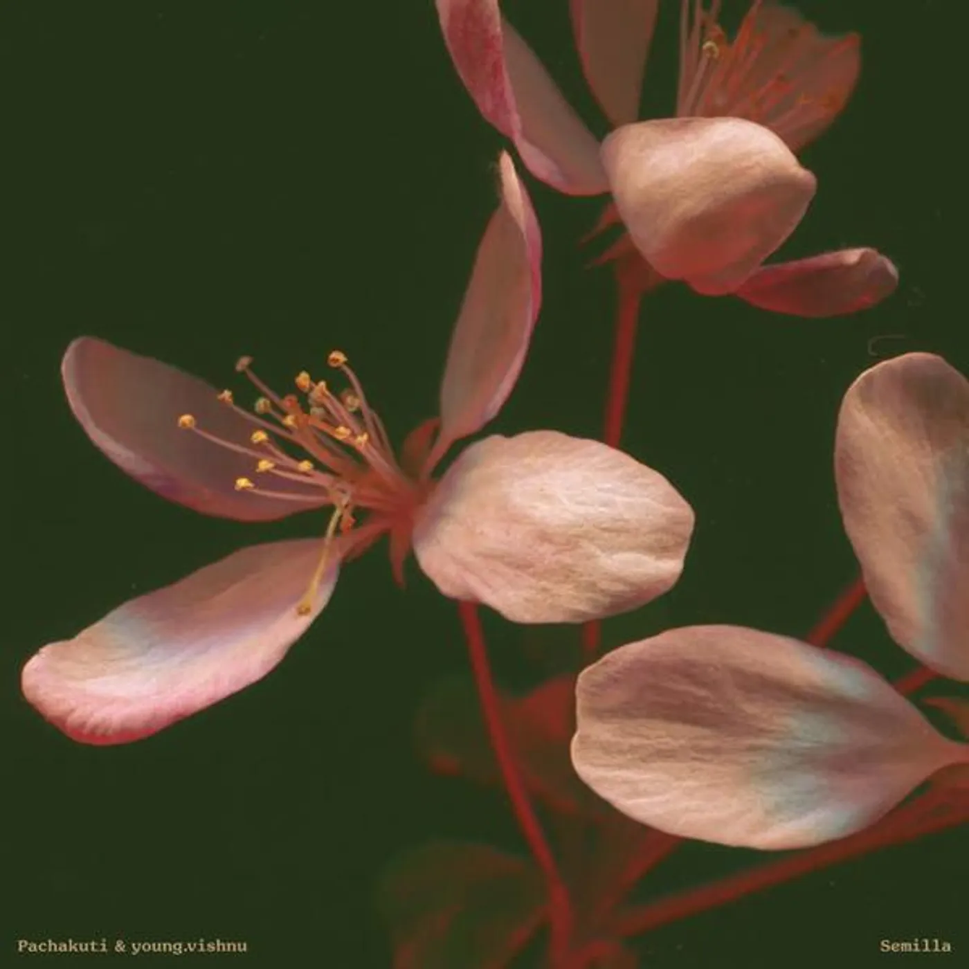 Pachakuti / Young.Vishnu SEMILLA Vinyl Record