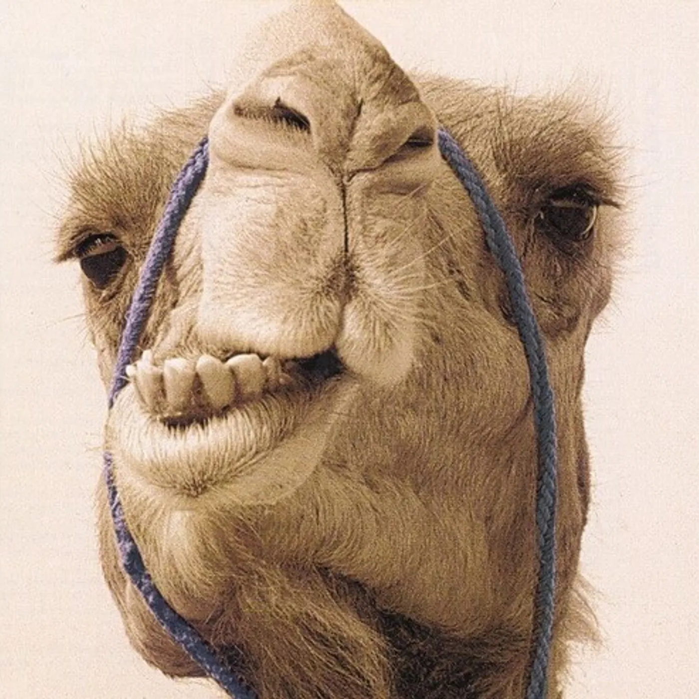 Max Gazzè Vinyl Record