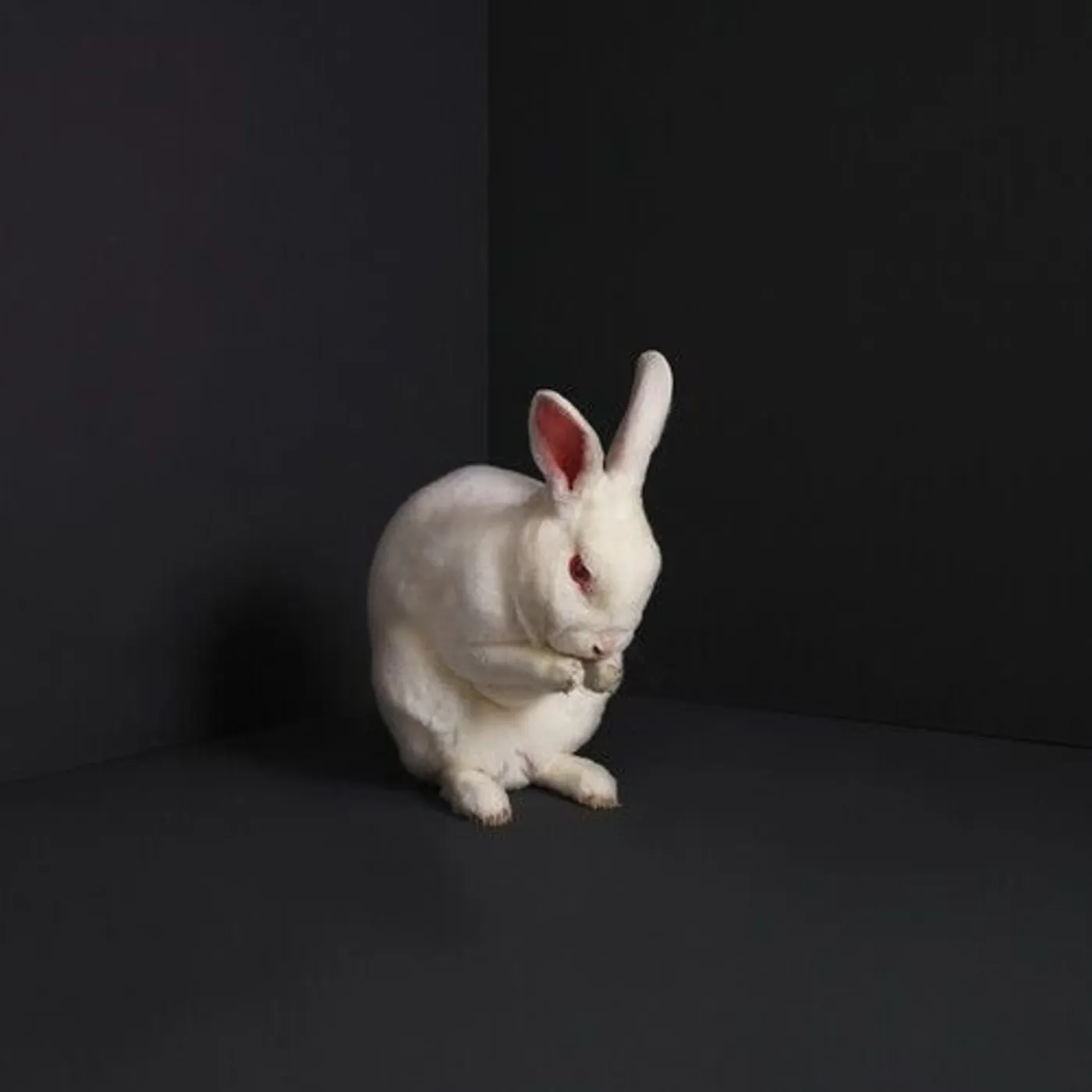 Brume RABBITS (SOLID WHITE VINYL) Vinyl Record - White Vinyl