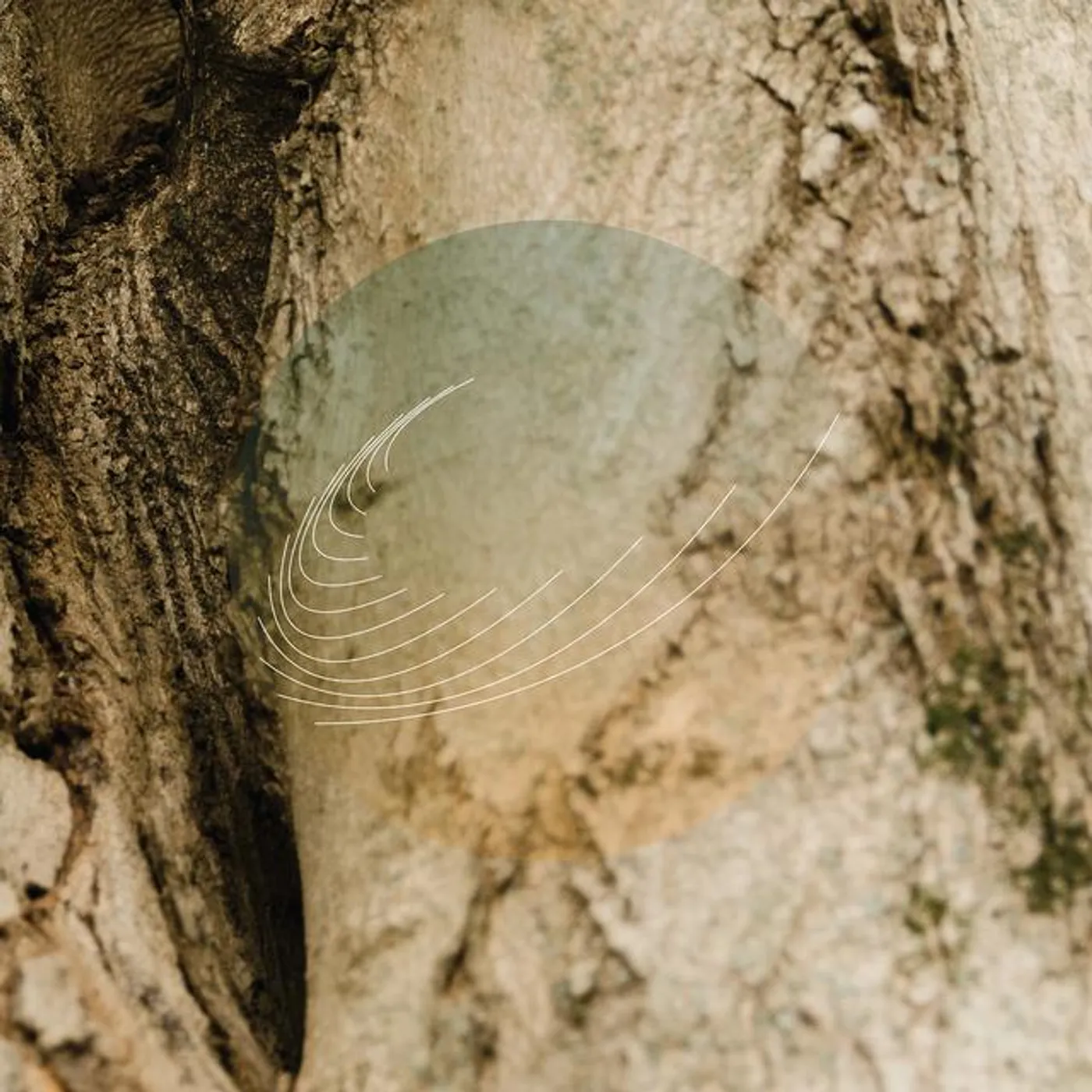 Field Works MAPLES ASH & OAKS: CEDARS INSTRUMENTALS (IRIDESCENT MOTHER OF PEARL W/ GREEN UNDERTONE) Vinyl Record