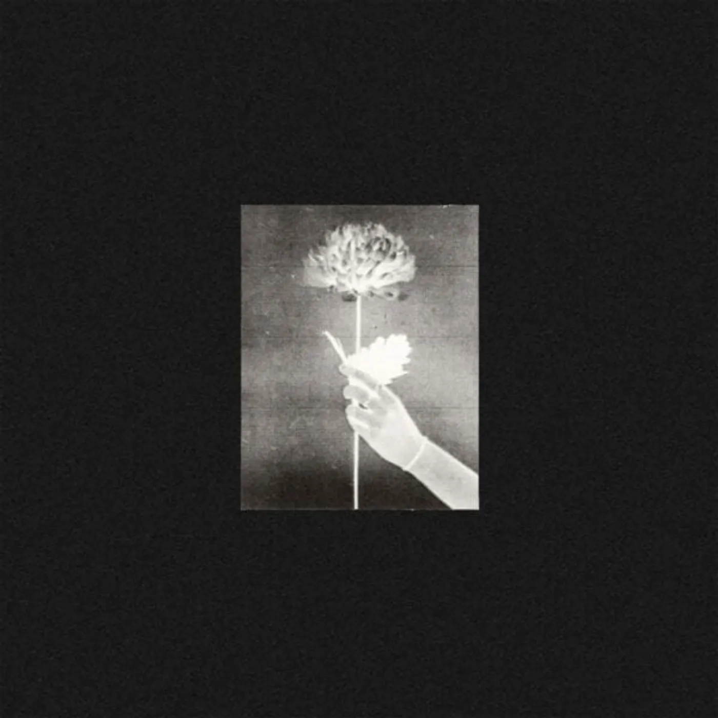 White Flowers Day By Day Vinyl Record