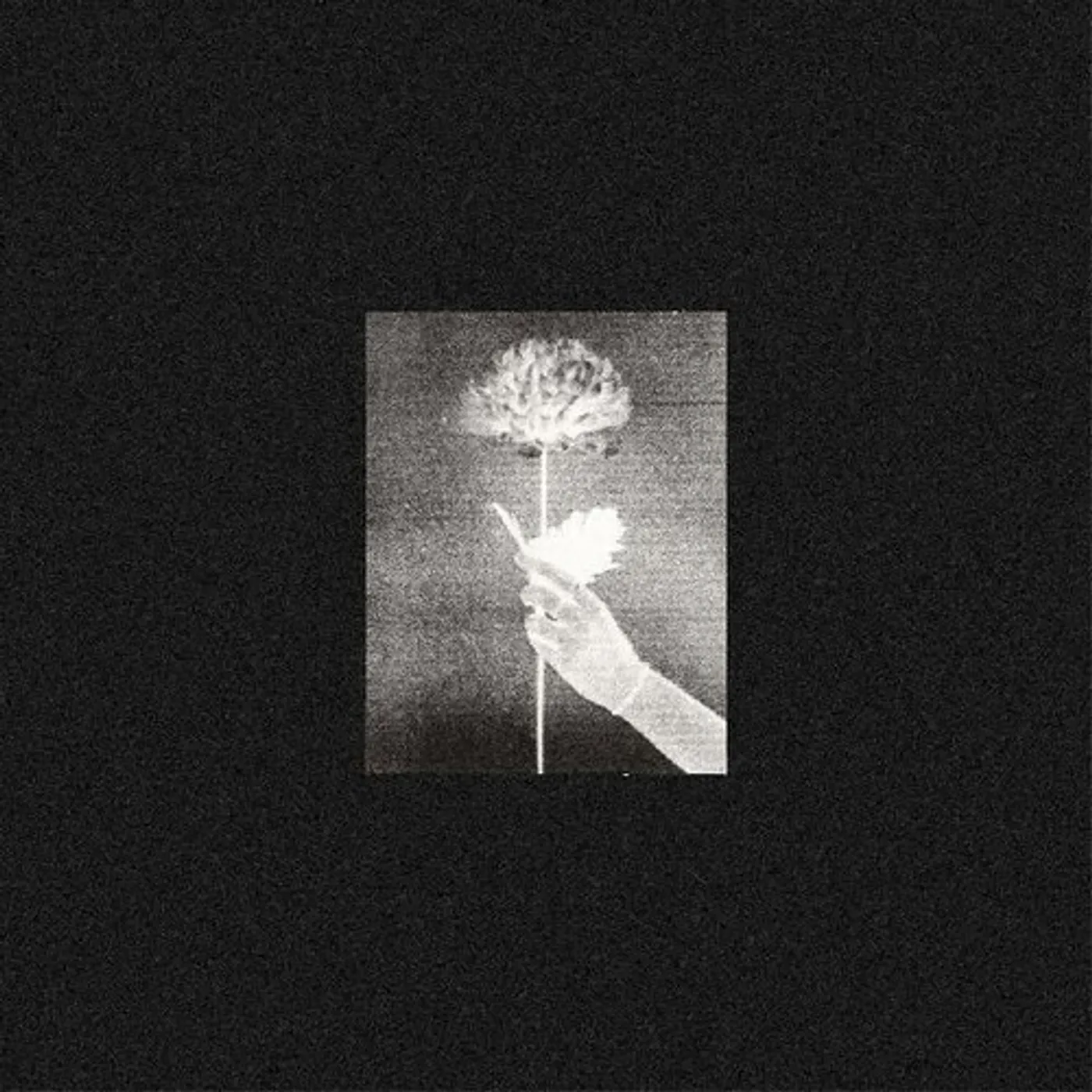 White Flowers Day By Day Vinyl Record