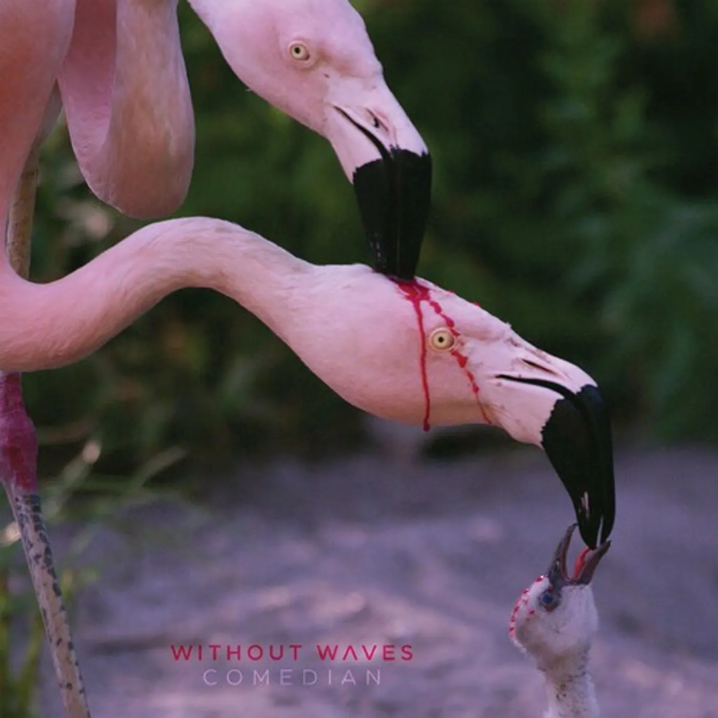 Without Waves COMEDIAN CD