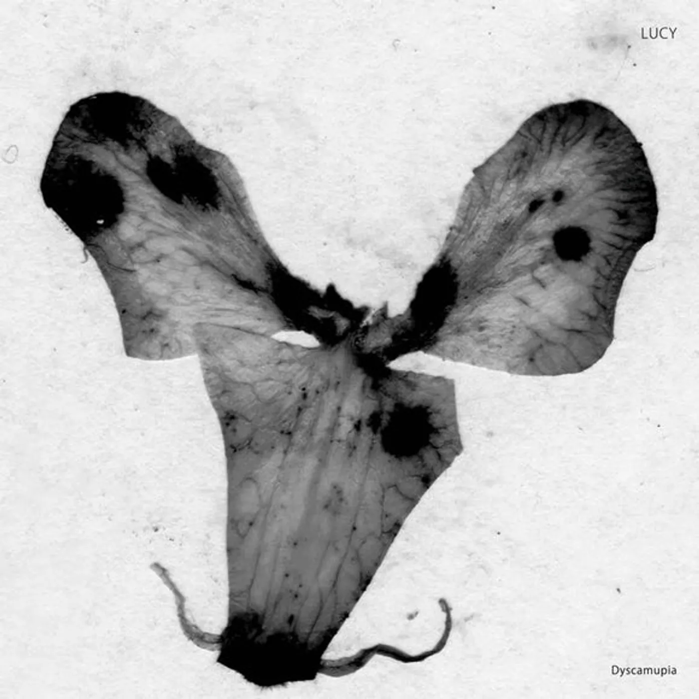 Lucy Dyscamupia Vinyl Record