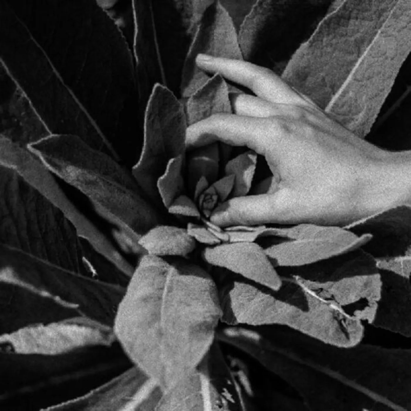 Nanook of The North HEIDE CD