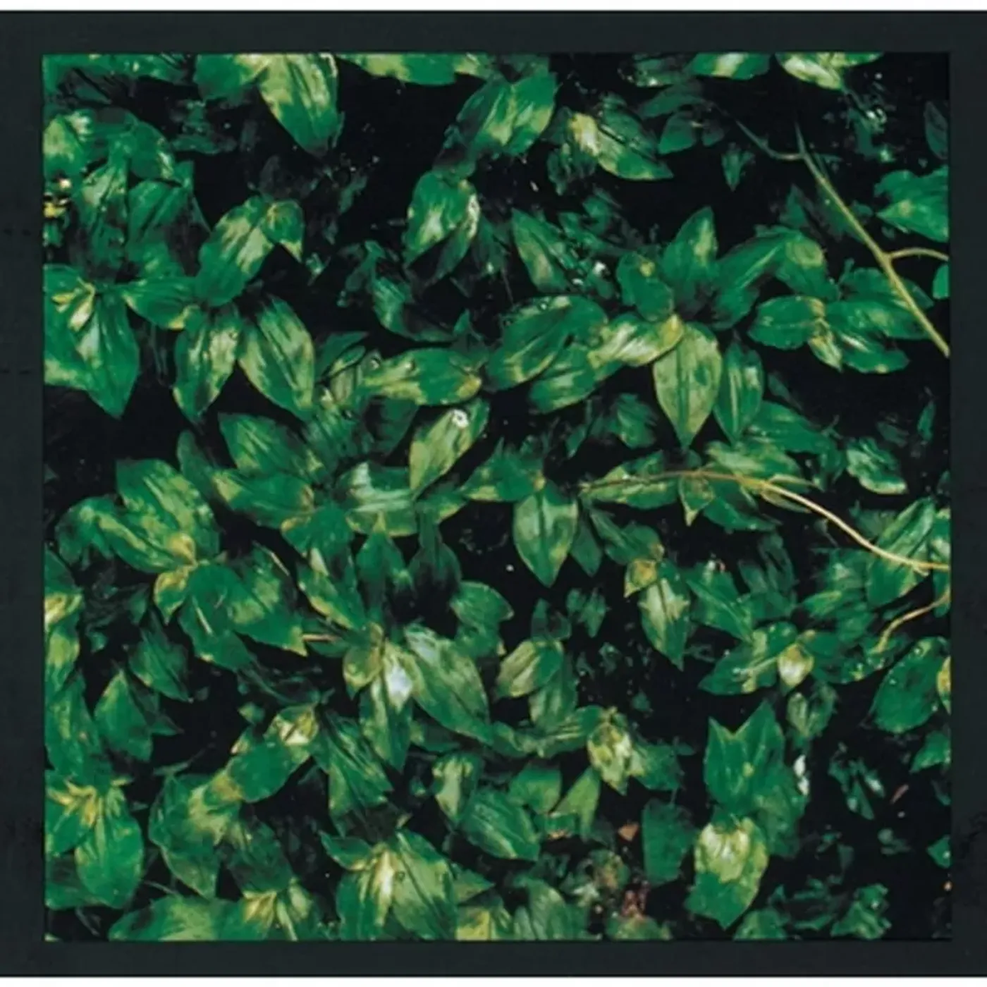Elephant Kashimashi Kokoro Ni Hana Wo Vinyl Record