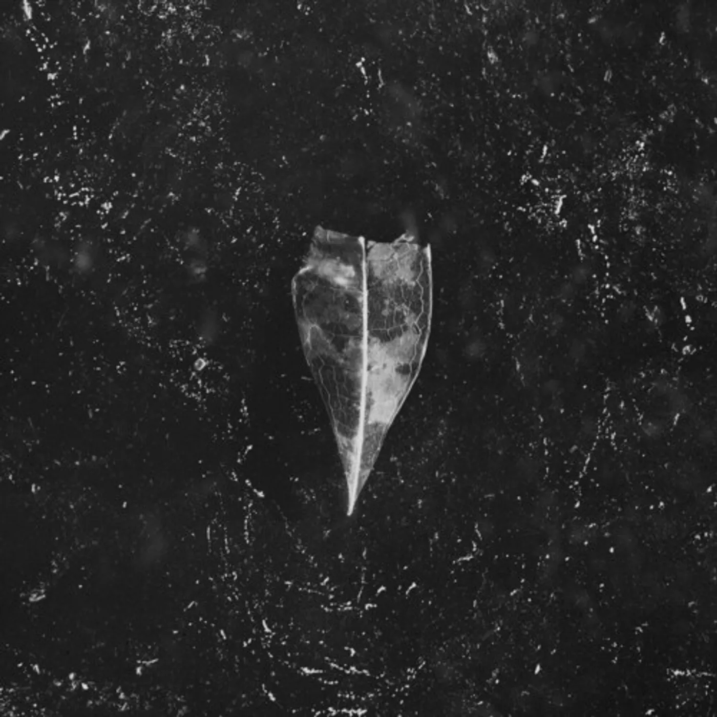 Bees Made Honey in the Vein Tree AION CD