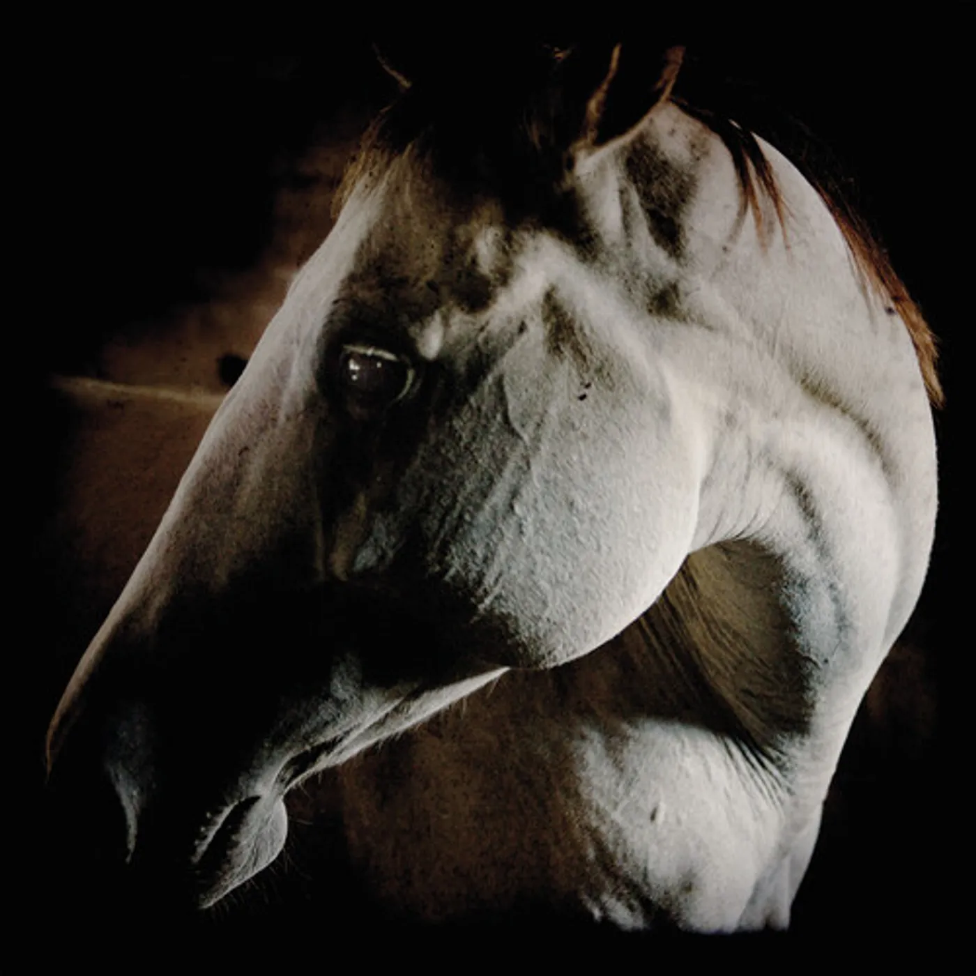 Brother Dege HOW TO KILL A HORSE CD