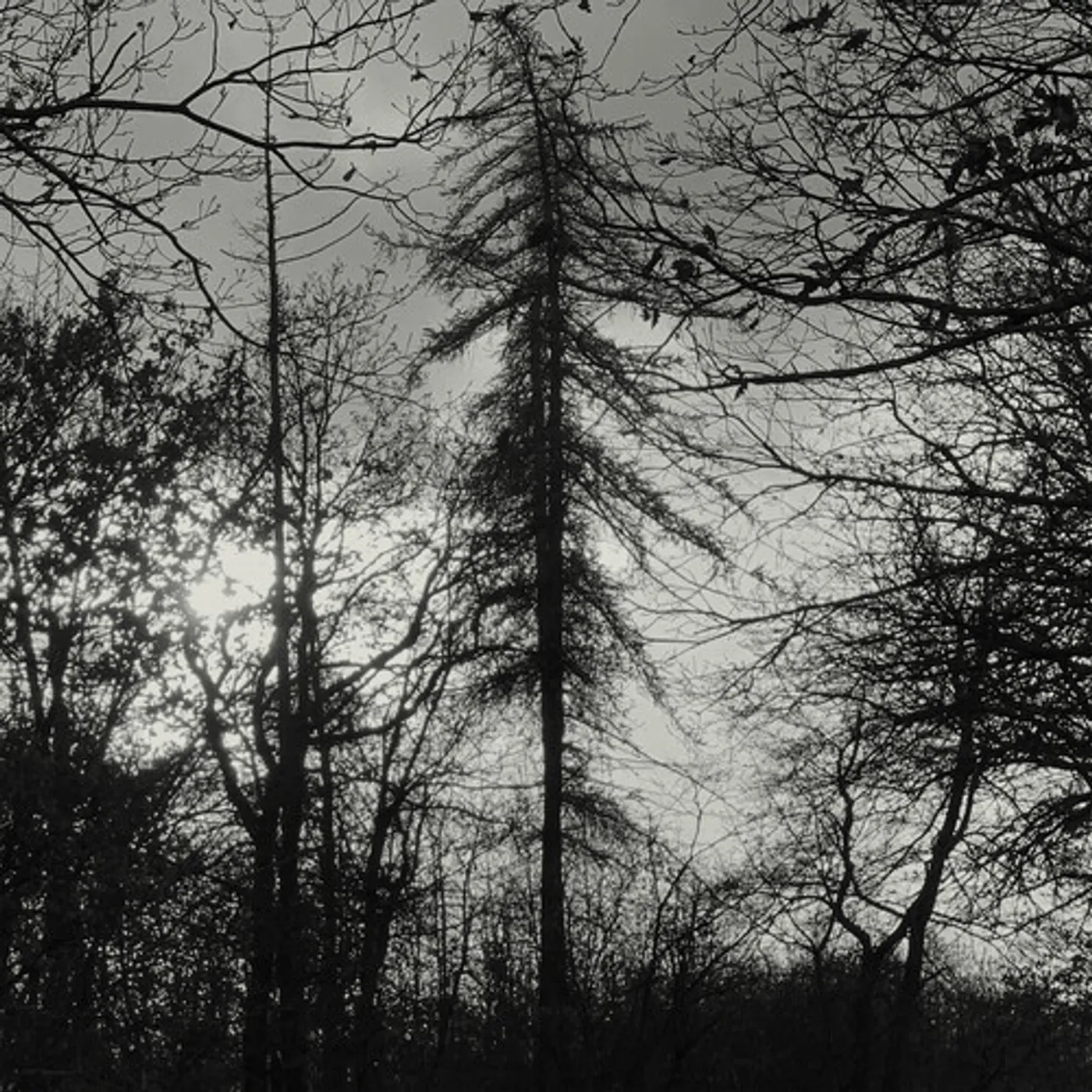 Curse All Kings FERAL EARTH CD