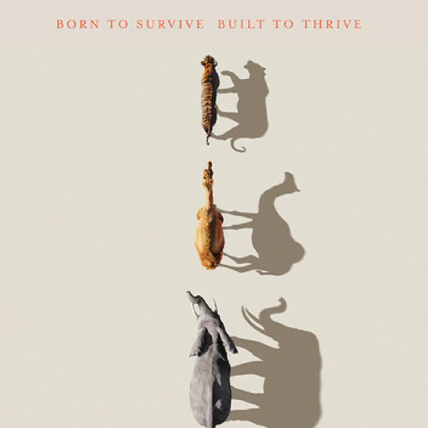 Mammals DVD